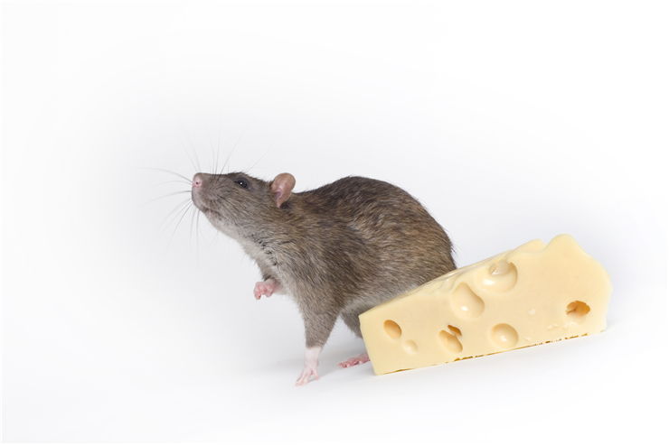 Picture Of Mouse And Cheese